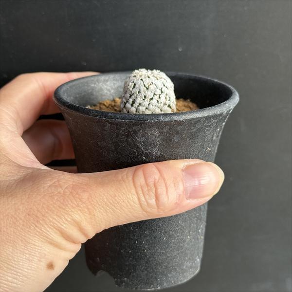 サボテン：ツルビニカルプス スーパーバラ丸*幅2cm : 遊恵盆栽 Yahoo
