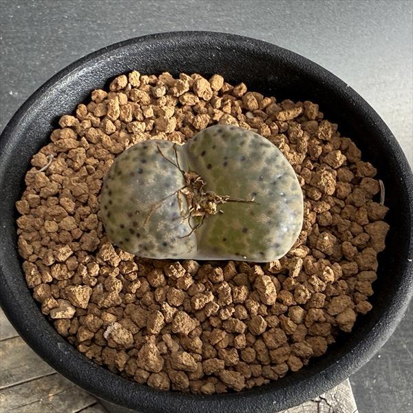 多肉植物：リトープス 鳴弦玉*幅3cm : 遊恵盆栽 Yahoo!店 - 通販