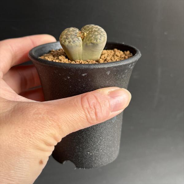 多肉植物：リトープス 鳴弦玉*幅3cm : 遊恵盆栽 Yahoo!店 - 通販