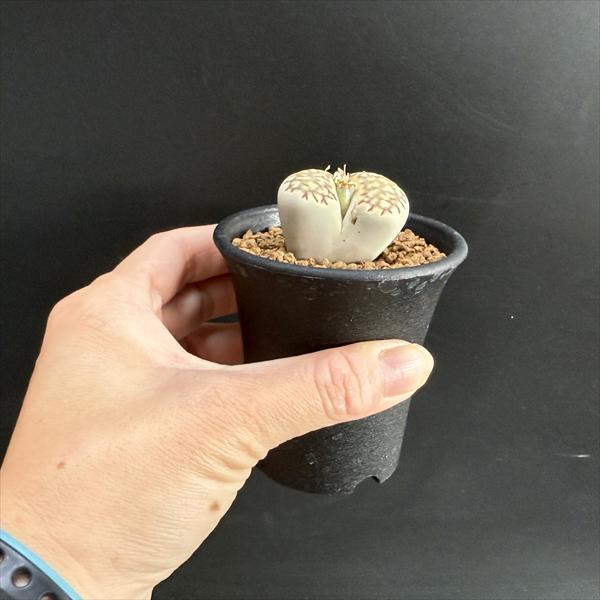 多肉植物：リトープス フスカスフォーム*幅3cm : 遊恵盆栽 Yahoo!店