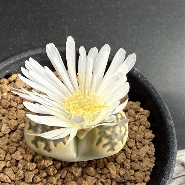 多肉植物：リトープス フスカスフォーム*幅3cm : 遊恵盆栽 Yahoo!店