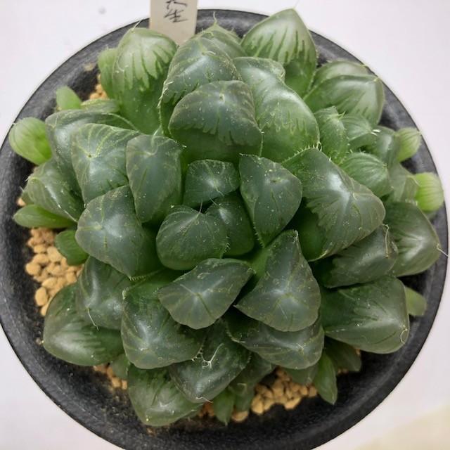 多肉植物：ハオルチア オブツーサ 紫OB-1実生*幅8.5cm 現品