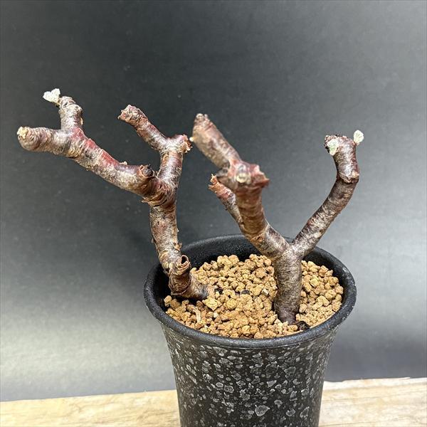 ☆特価☆コーデックス：ペラルゴニウム ミラビレ*幅10cm 現品！一品