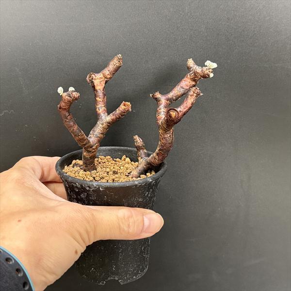 ☆特価☆コーデックス：ペラルゴニウム ミラビレ*幅10cm 現品！一品