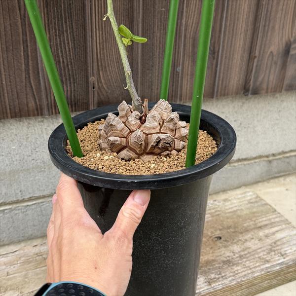 ☆特価☆コーデックス：アフリカ亀甲竜*塊根幅9cm 現品！一品限り