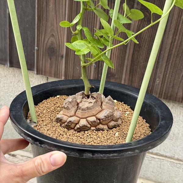 ☆特価☆コーデックス：アフリカ亀甲竜*塊根幅9cm 現品！一品限り