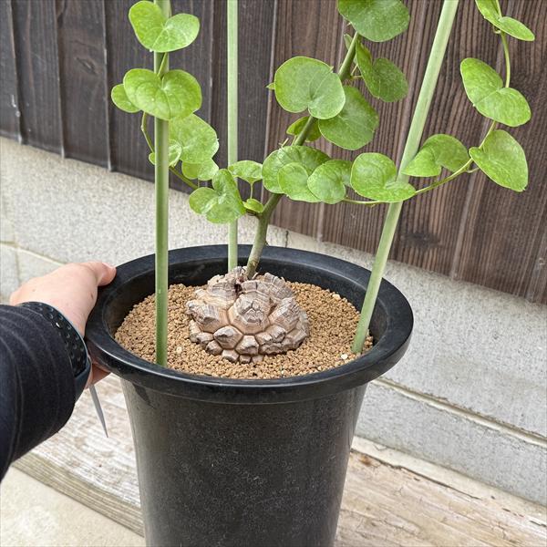 アフリカ　亀甲竜　塊根植物　コーデックス　直径最大13cm 楽天市場】☆特価☆コーデックス：アフリカ亀甲竜*塊根幅9cm 現品