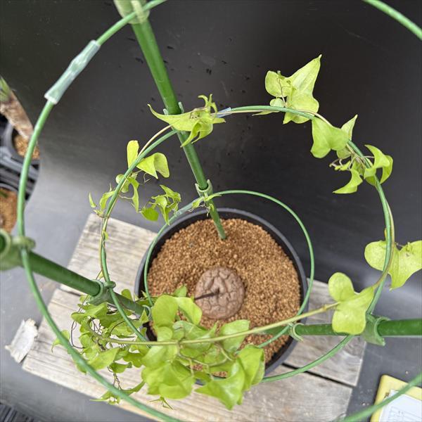 ☆特価☆コーデックス：アフリカ亀甲竜*塊根幅6cm 現品！一品限り