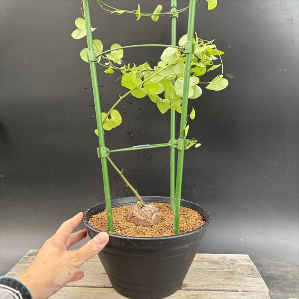 アフリカ　亀甲竜　塊根植物　コーデックス　直径最大13cm ☆特価☆コーデックス：アフリカ亀甲竜*塊根幅6cm 現品！一品限り