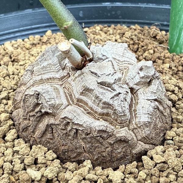 ☆特価☆コーデックス：アフリカ亀甲竜*塊根幅6cm 現品！一品