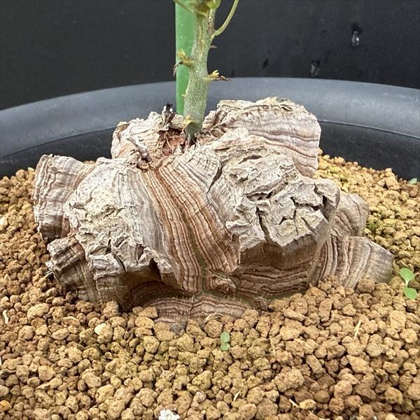 専用　アフリカ亀甲竜2点 亀甲竜