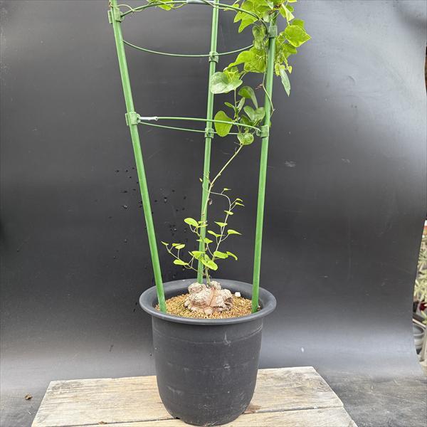 ☆特価☆コーデックス：アフリカ亀甲竜*塊根幅8cm 現品！一品限り