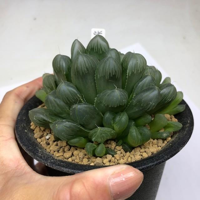 100e 多肉植物 ハオルチア OB-1実生糊斑 自家繁殖 鉢植え発送 91g 多肉植物