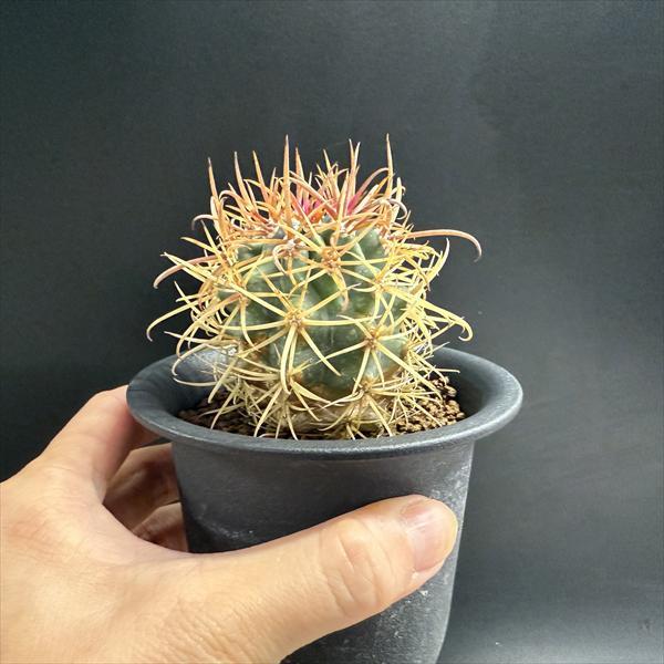 サボテン：フェロカクタス 赤刺金冠竜*幅5cm ☆赤松実生 現品！一品