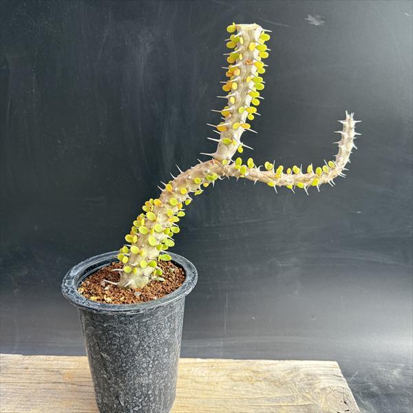 ☆特価☆多肉植物：アローディア 亜竜木*葉幅21cm 現品！一品限り