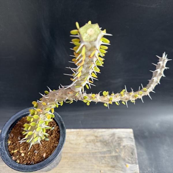 ☆特価☆多肉植物：アローディア 亜竜木*葉幅21cm 現品！一品限り