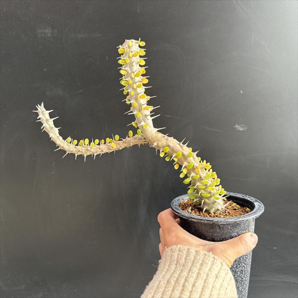 ☆特価☆多肉植物：アローディア 亜竜木*葉幅21cm 現品！一品限り 