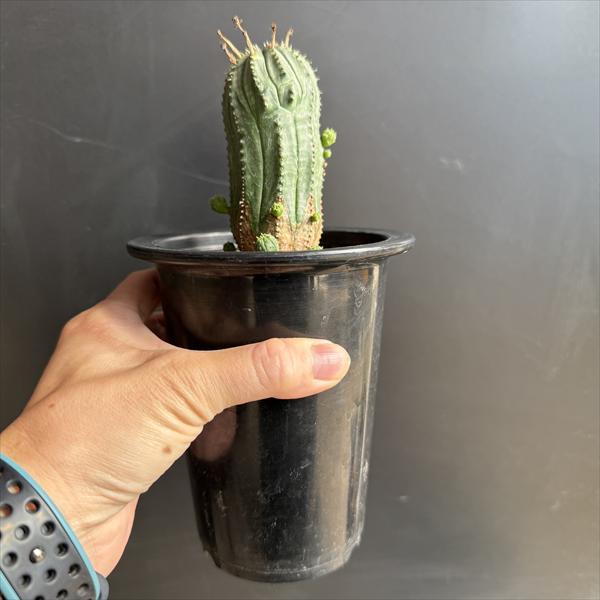 多肉植物：ユーフォルビア オベサhyb.*M 幅4cm : 遊恵盆栽 Yahoo!店