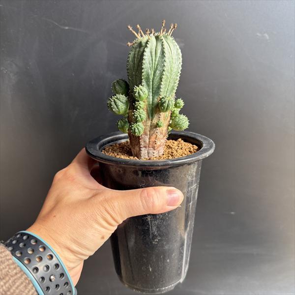 多肉植物：ユーフォルビア オベサhyb.*L 幅7cm : 遊恵盆栽 Yahoo!店