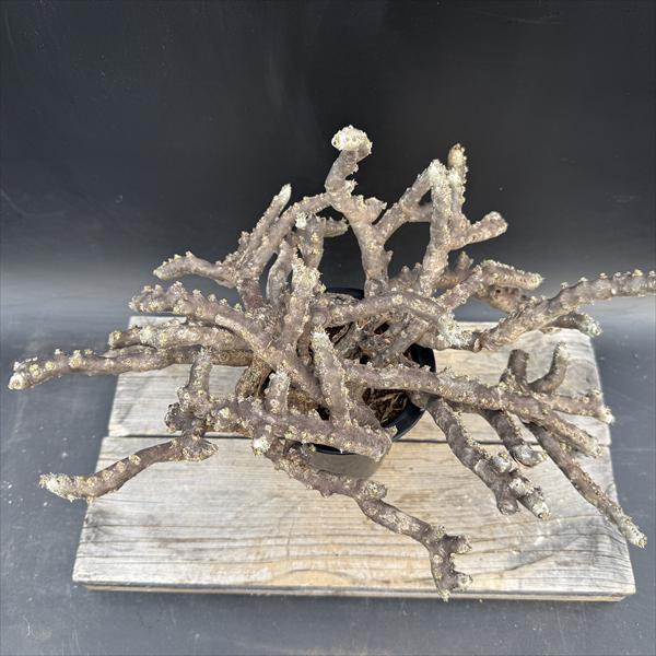 ☆特価☆コーデックス：サルコカウロン ムルチフィズム 発根済*幅