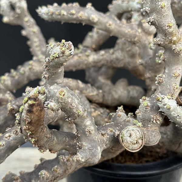 ☆特価☆コーデックス：サルコカウロン ムルチフィズム 発根済*幅