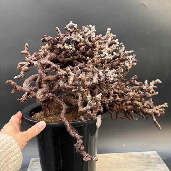 ☆特価☆コーデックス：ペラルゴニウム ミラビレ 発根済*幅40cm 現品