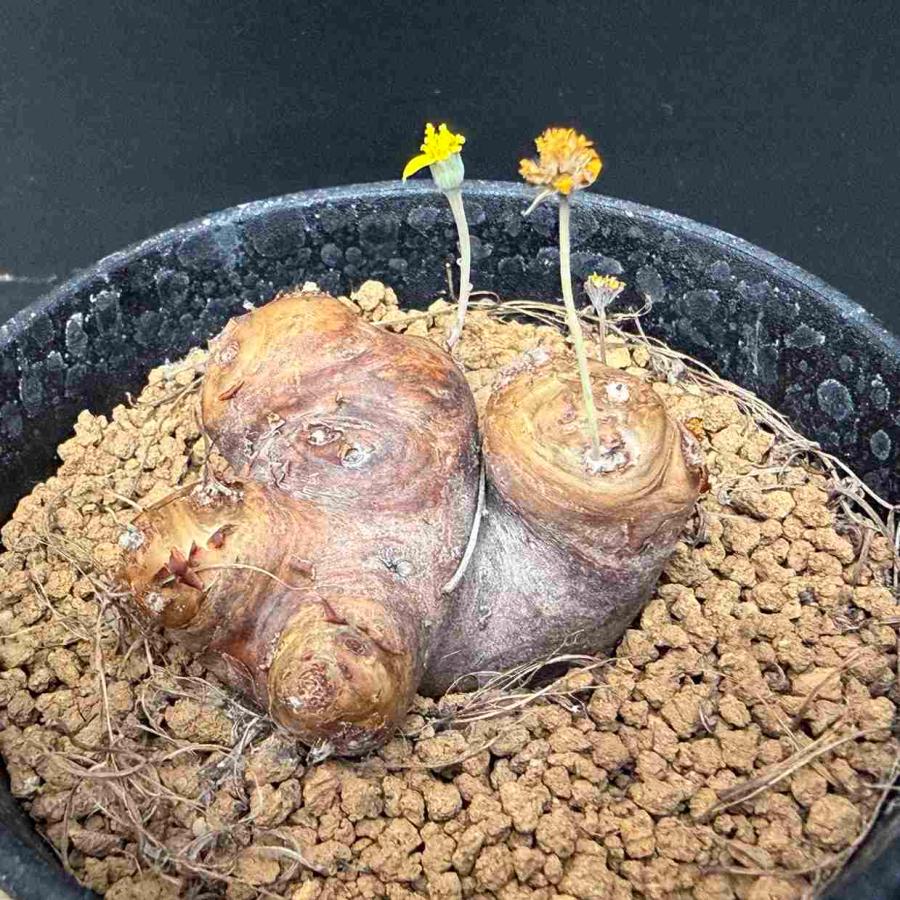 ☆ポットごと☆塊根植物 コーデックス☆オトンナ☆カカリオイデス☆3号ポット☆ ☆特価☆コーデックス：オトンナ カカリオイデス*塊根幅5cm 現品