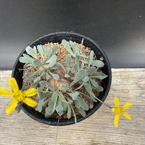 ☆特価☆コーデックス：オトンナ カカリオイデス*塊根幅5cm 現品