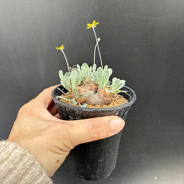 ☆特価☆コーデックス：オトンナ カカリオイデス*塊根幅5cm 現品