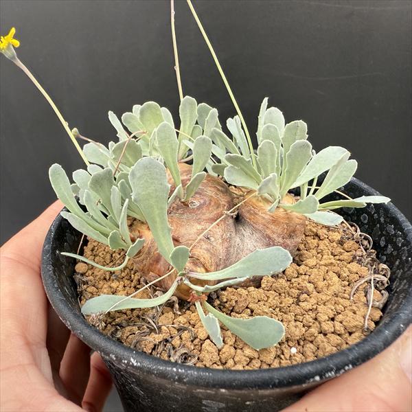 ☆特価☆コーデックス：オトンナ カカリオイデス*塊根幅5cm 現品