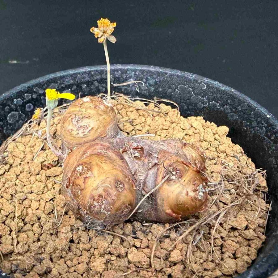 ☆特価☆コーデックス：オトンナ カカリオイデス*塊根幅5cm 現品