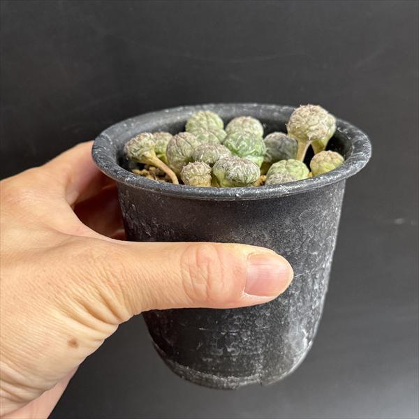 ☆特価☆多肉植物：ユーフォルビア オベサ 1鉢 16個入り*幅1cm前後