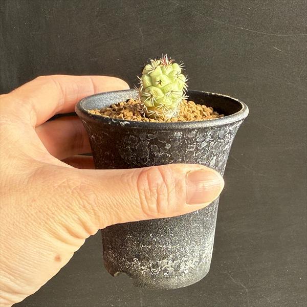 サボテン：オルテゴカクタス マクドガリー 自根*幅2cm 現品！一品限り