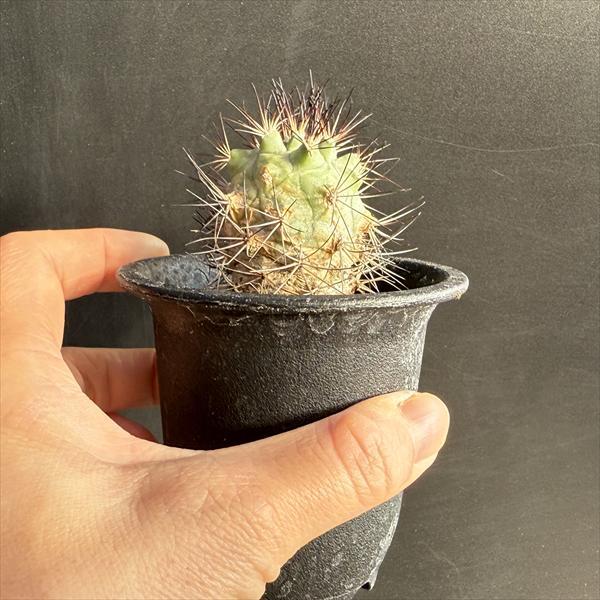 サボテン：ギムノカクタス 黒槍丸*幅3.5cm 現品！一品限り : 遊恵盆栽