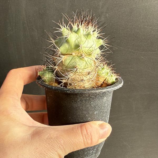 サボテン：ギムノカクタス 黒槍丸*幅5cm 現品！一品限り : 遊恵盆栽