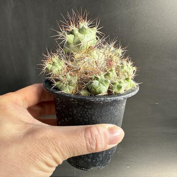 サボテン：ギムノカクタス 黒槍丸*幅5cm 現品！一品限り : 遊恵盆栽