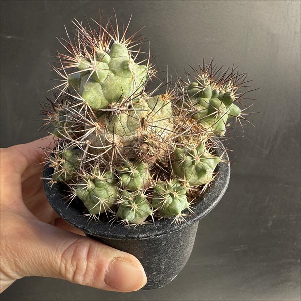 サボテン：ギムノカクタス 黒槍丸*幅5cm 現品！一品限り : 遊恵盆栽