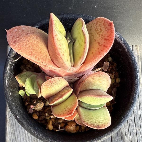 多肉植物：ガステリア 達磨臥牛（だるまがぎゅう）*幅5.5cm : 遊恵
