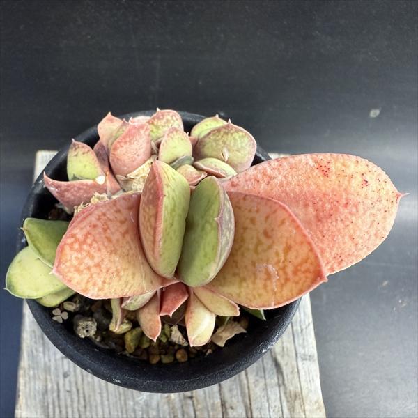 多肉植物：ガステリア 達磨臥牛錦（だるまがぎゅうにしき）*幅8.5cm