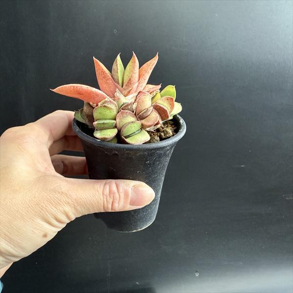 多肉植物：ガステリア 達磨臥牛錦（だるまがぎゅうにしき）*幅8.5cm