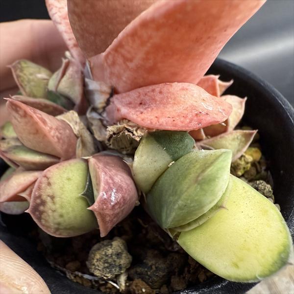 多肉植物：ガステリア 達磨臥牛錦（だるまがぎゅうにしき）*幅8.5cm