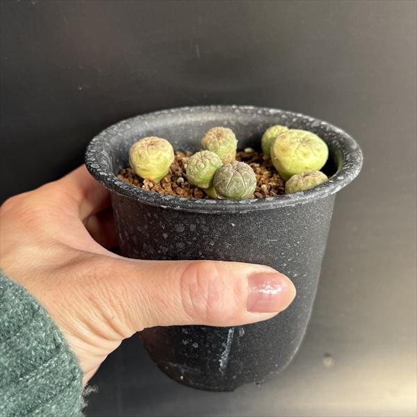 ☆特価☆多肉植物：ユーフォルビア オベサ 1鉢 7個入り*幅1cm前後