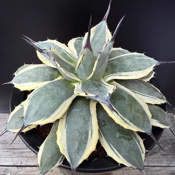 多肉植物：アガベ メリコ錦 クリームスパイク*幅19cm 現品！一品限り