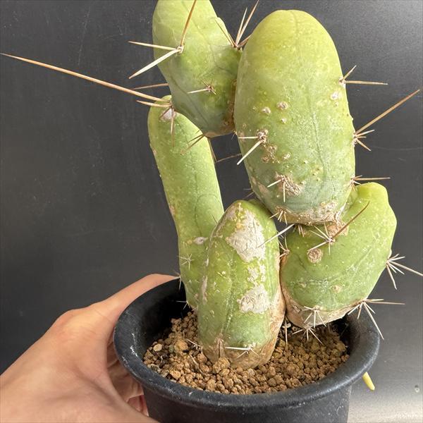 サボテン　なるほど柱　珍宝閣　自根　※鉢のまま発送 サボテン：トリコケレウス 成程柱 珍宝閣*3.5cm 現品 一品限り : 遊恵