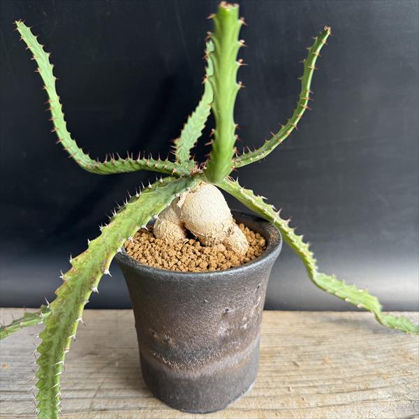 ☆特価☆多肉植物：ユーフォルビア ステラータ 飛竜 実生 信楽焼鉢*葉