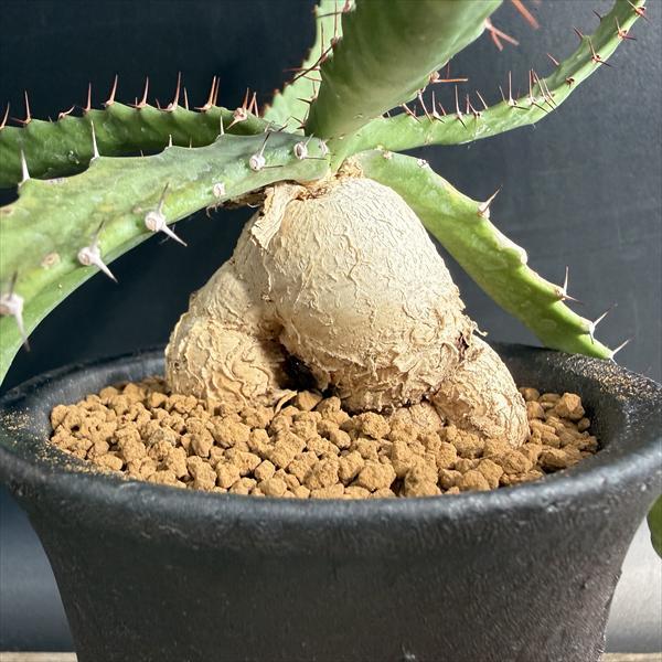 ☆特価☆多肉植物：ユーフォルビア ステラータ 飛竜 実生 信楽焼鉢*葉