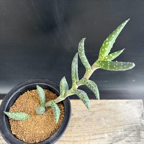 多肉植物：アロエ アレニコラ*幅20ｃｍ　現品！一品限り_1