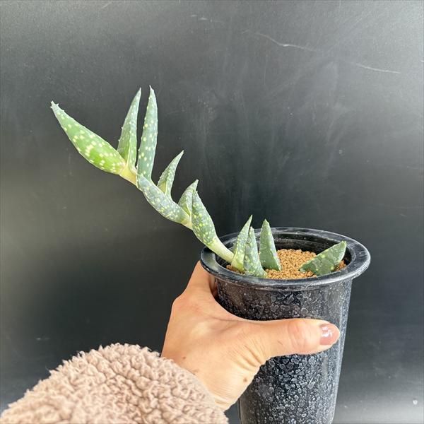 多肉植物：アロエ アレニコラ*幅20ｃｍ　現品！一品限り_2