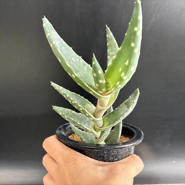 多肉植物：アロエ アレニコラ*幅20ｃｍ　現品！一品限り_3