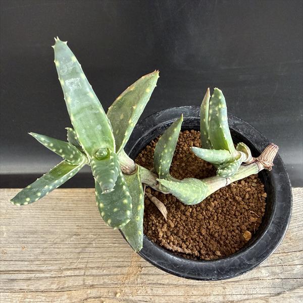 多肉植物：アロエ アレニコラ*幅14cm 現品！一品限り : 遊恵盆栽
